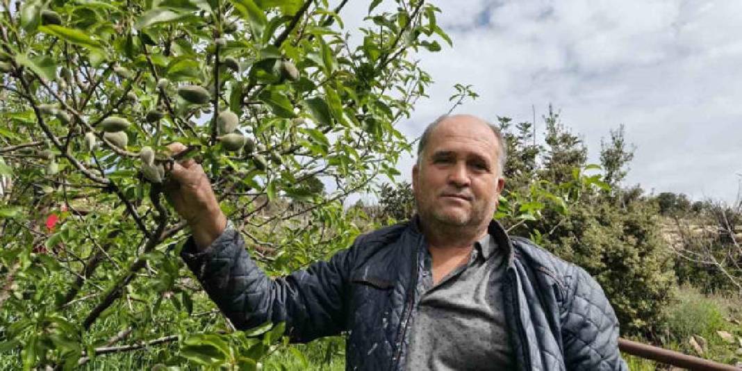 Turfanda çağla hasadı erkenden başladı: Kilosu 150 TL! 5